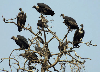 vultures